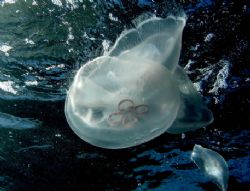 I spotted this jelly as I was surfacing, so intent on get... by Laura Whittaker 